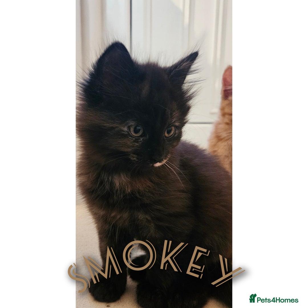 Mixed Breed cats for sale: Kittens for sale  - Advert 1