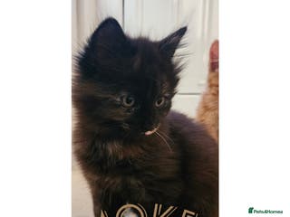 Mixed Breed cats Kittens for sale - Advert 1