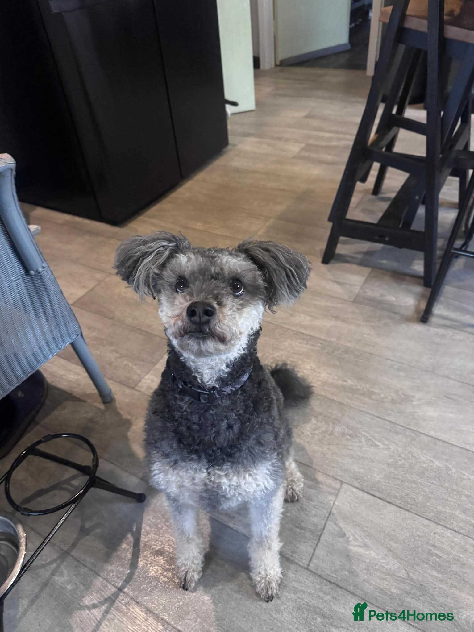 Mixed Breed dogs 🌸PEPPER - Loyal Girl Needs A Fresh Start 🌸 - Advert 1