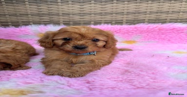 Cavapoo dogs - Advert 3