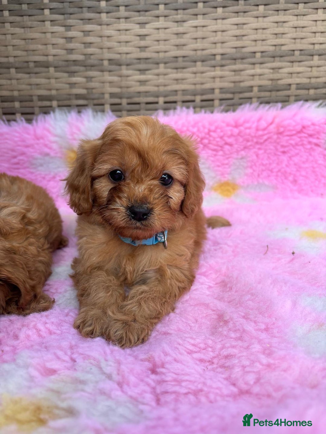 Cavapoo dogs for sale: *red cavapoos* - Image 3
