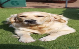 Golden Retriever dogs for stud: Duke, Proven KC registered  for stud. in Faringdon - Image 11