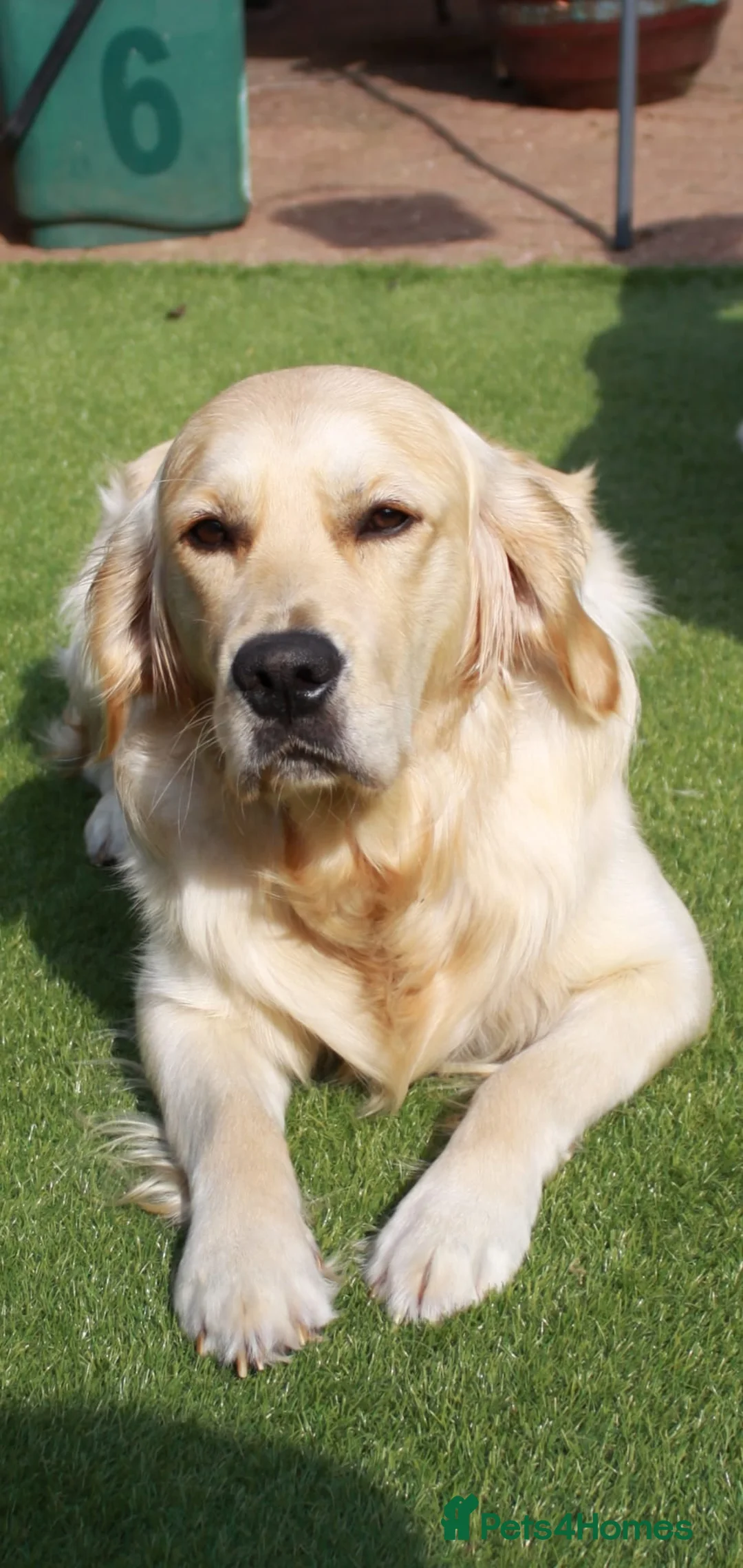 Golden Retriever dogs for stud: Duke, Proven KC registered  for stud. in Faringdon - Advert 11