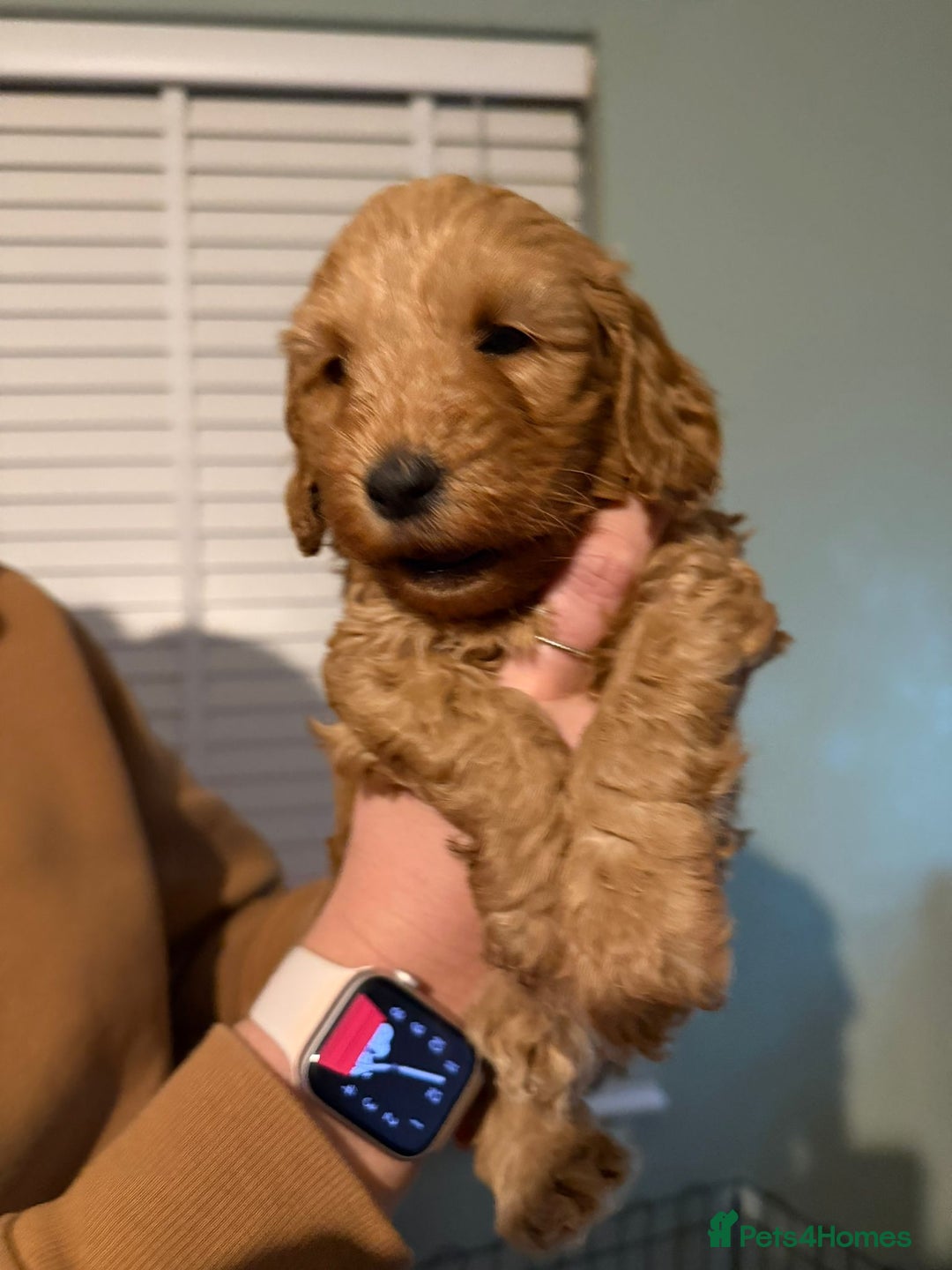 Cockapoo dogs for sale: 6 gorgeous Cockapoo puppies for sale  - Advert 14