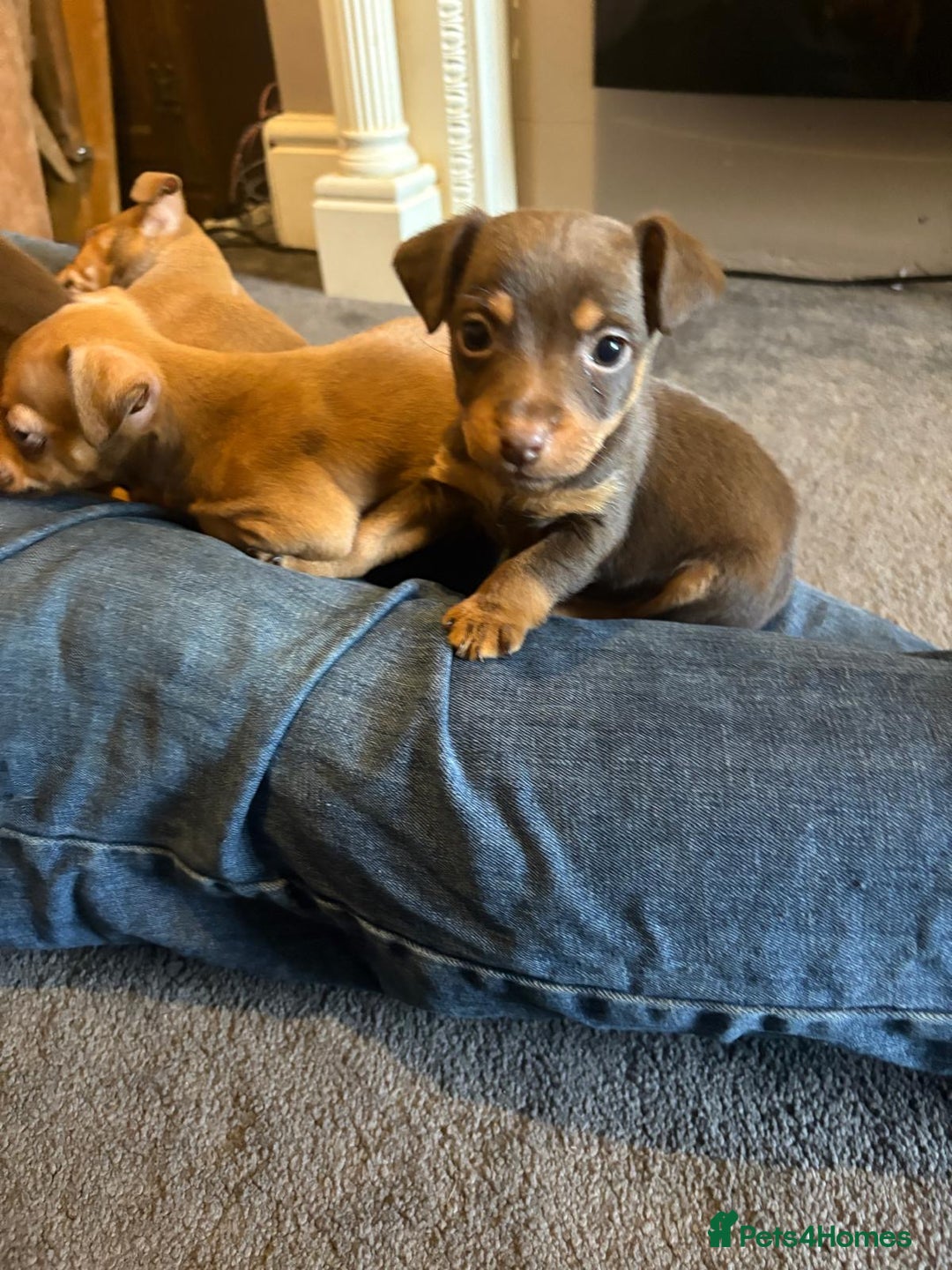 Jack Russell dogs for sale: Beautiful miniature jack russell puppies  - Image 5