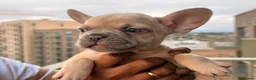 French Bulldog dogs for sale: ‼️FinalPriceDrop‼️Beautiful FrenchBulldog Puppies  - Advert 13