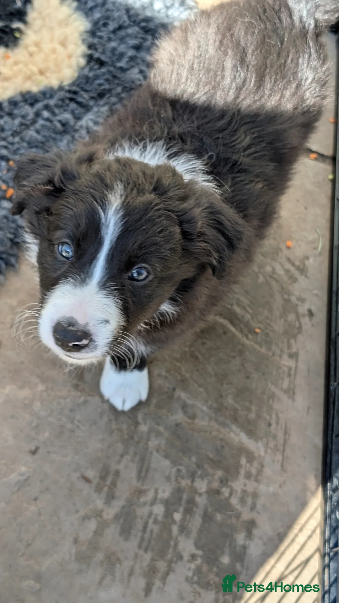 Border Collie dogs for sale: Seal Border Collie boy - Advert 2