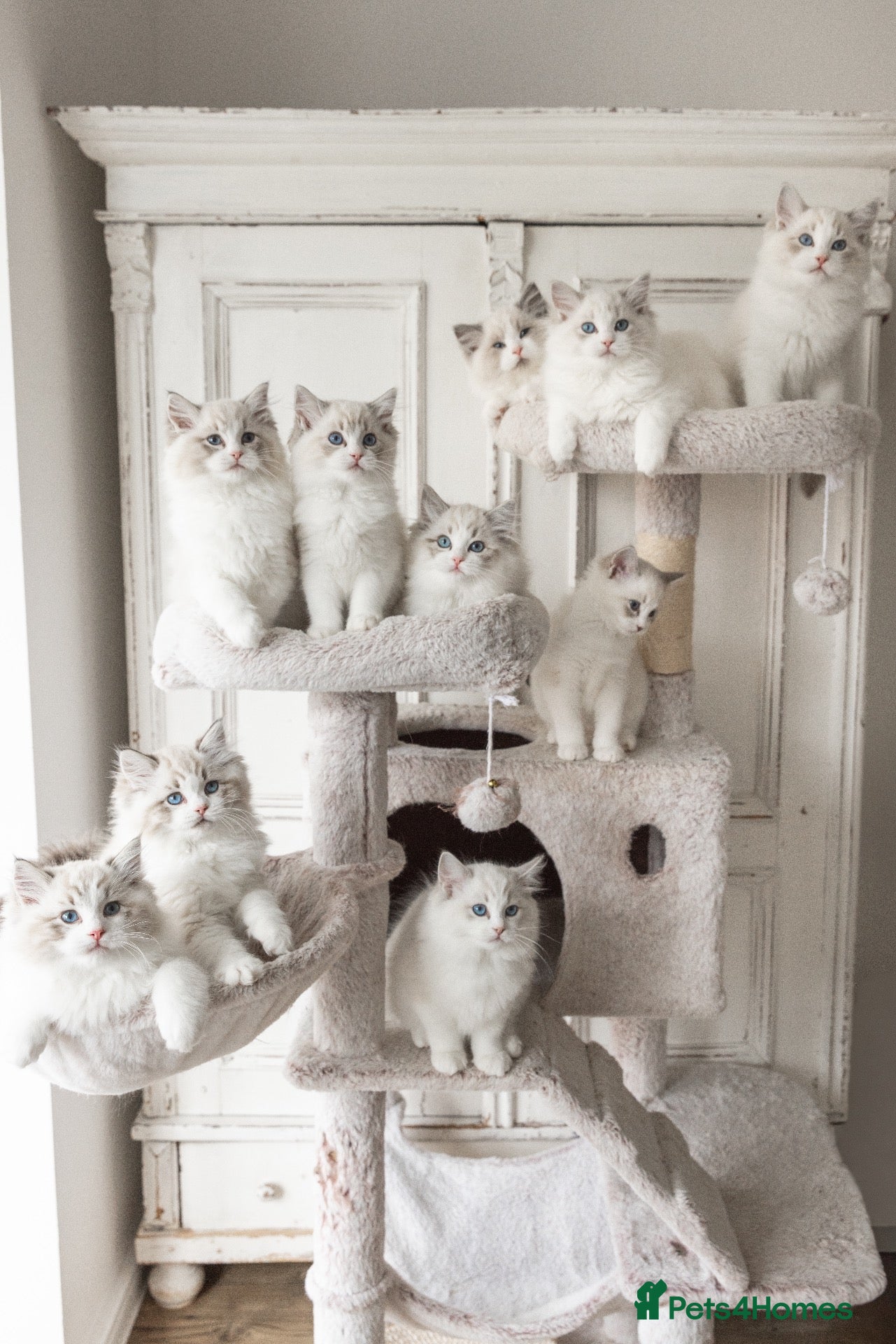 Ragdoll cats READY NOW Bicolour Lynx Ragdoll kittens - Advert 1