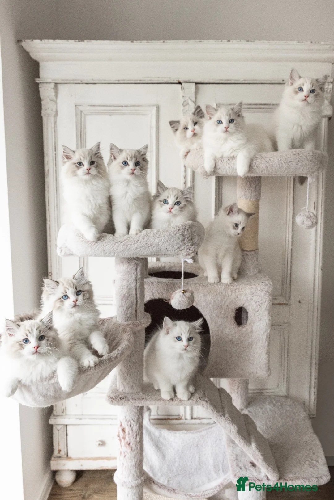 Ragdoll cats for sale: READY NOW Bicolour Lynx Ragdoll kittens - Advert 2