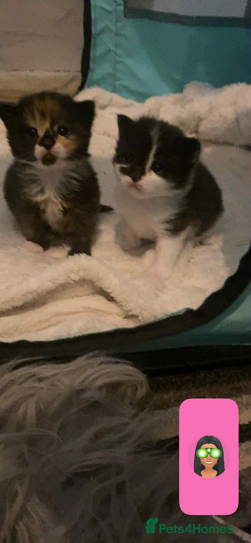 Mixed Breed cats 2 kittens left from litter of 4 - Advert 2