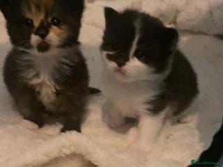 Mixed Breed cats 2 kittens left from litter of 4 - Advert 6