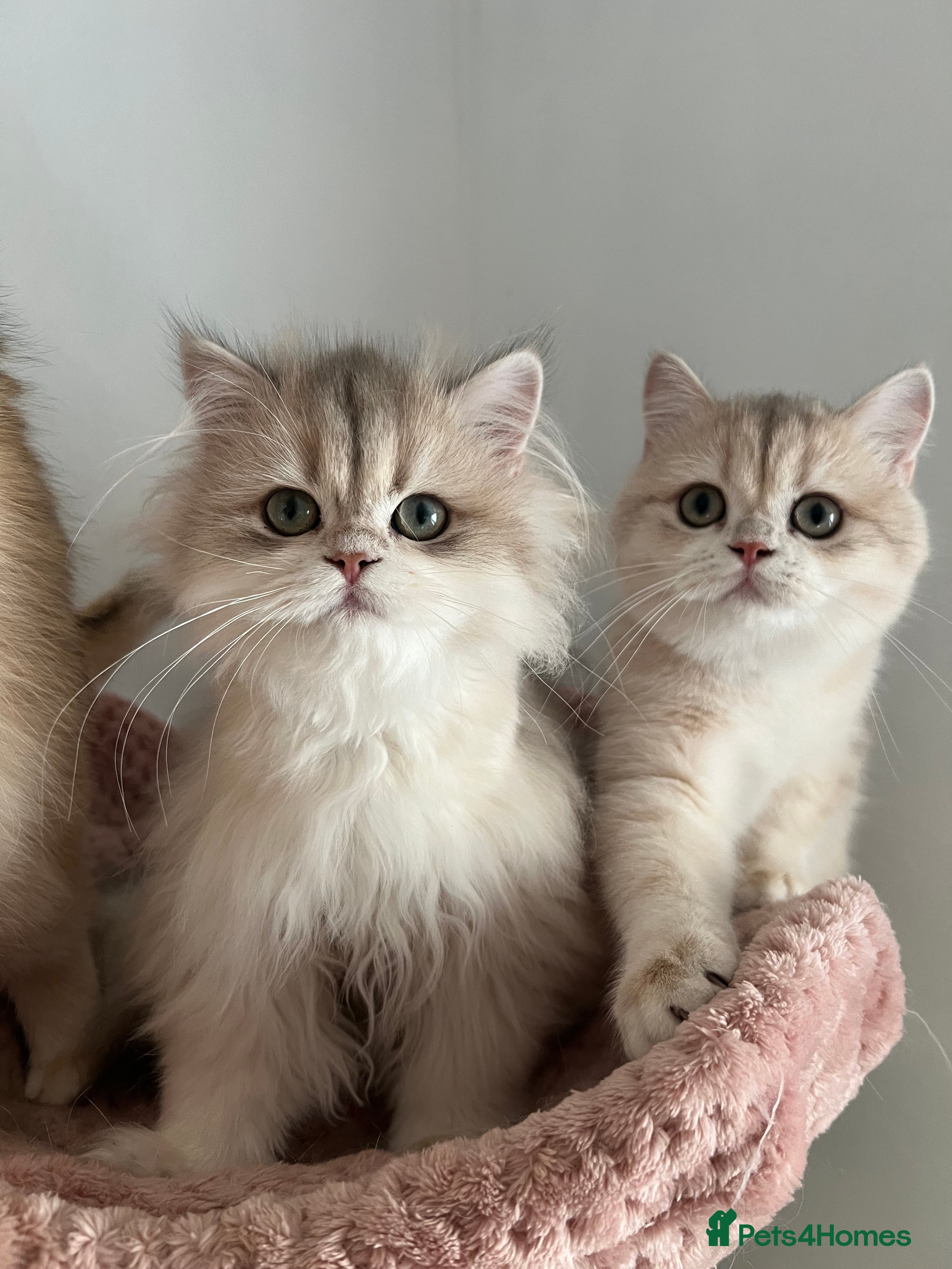 British Shorthair cats for sale: Gorgeous Blue and Black Golden British Shorthairs  - Advert 2