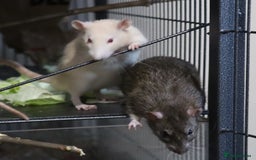 Rat rodents for sale: Cute baby rats - Image 1