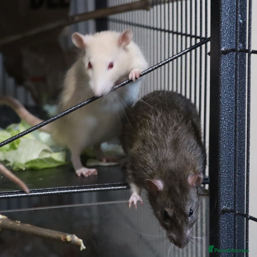 Rat rodents for sale: Cute baby rats - Image 1