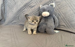 British Shorthair cats for sale: gorgeous gccf pedigree British short hair kittens - Image 10