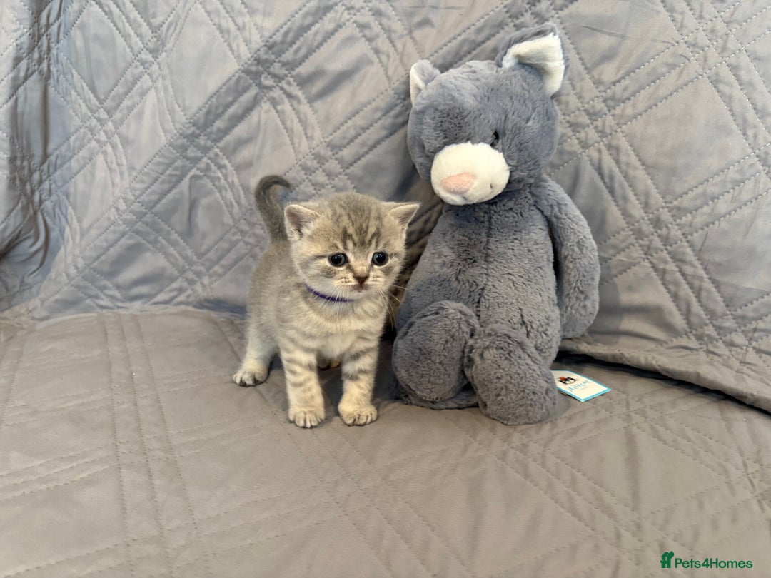 British Shorthair cats for sale: gorgeous gccf pedigree British short hair kittens - Image 10