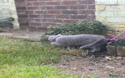 British Shorthair cats for sale: British shorthair  - Image 7