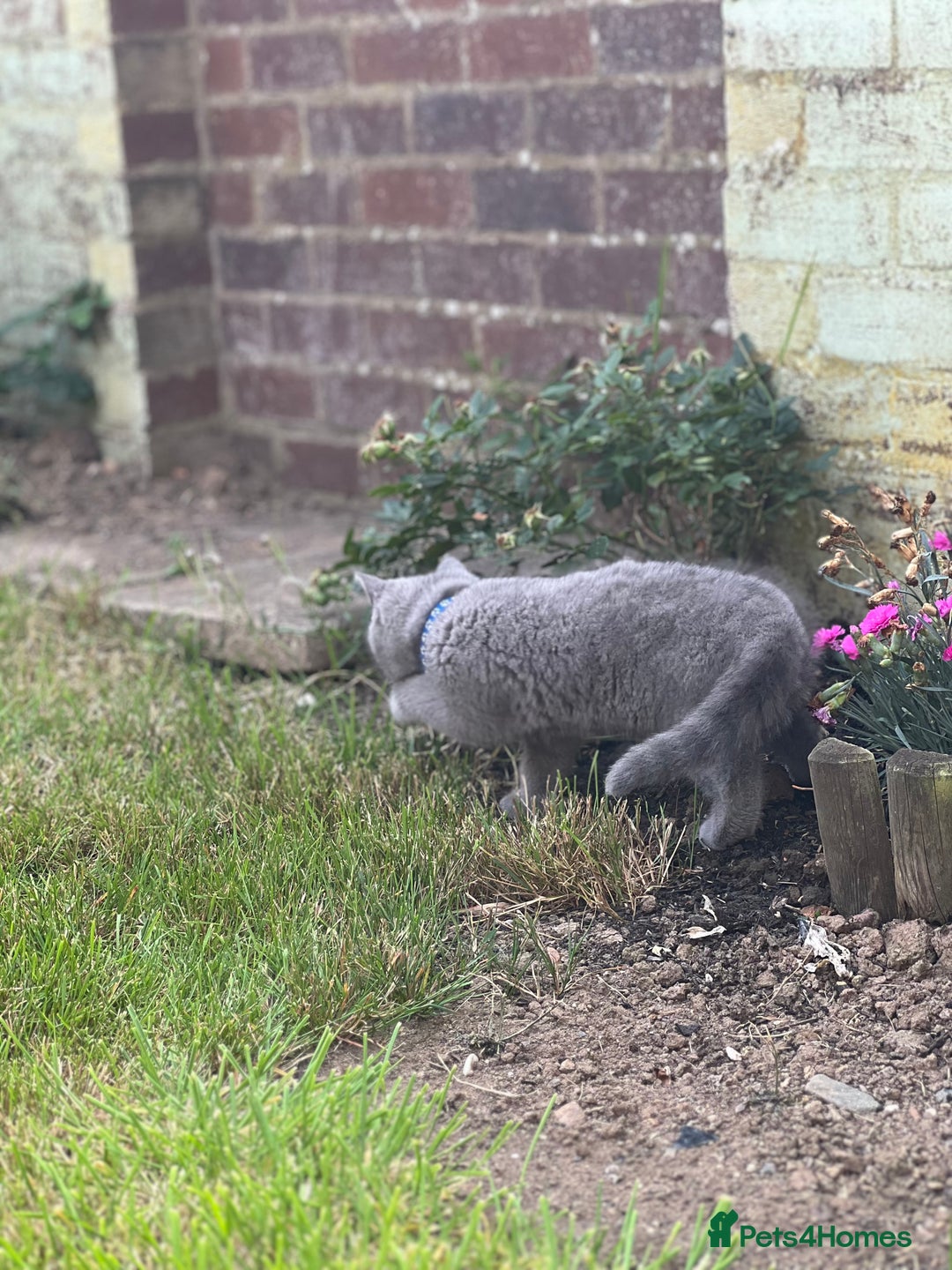 British Shorthair cats for sale: British shorthair  - Image 7
