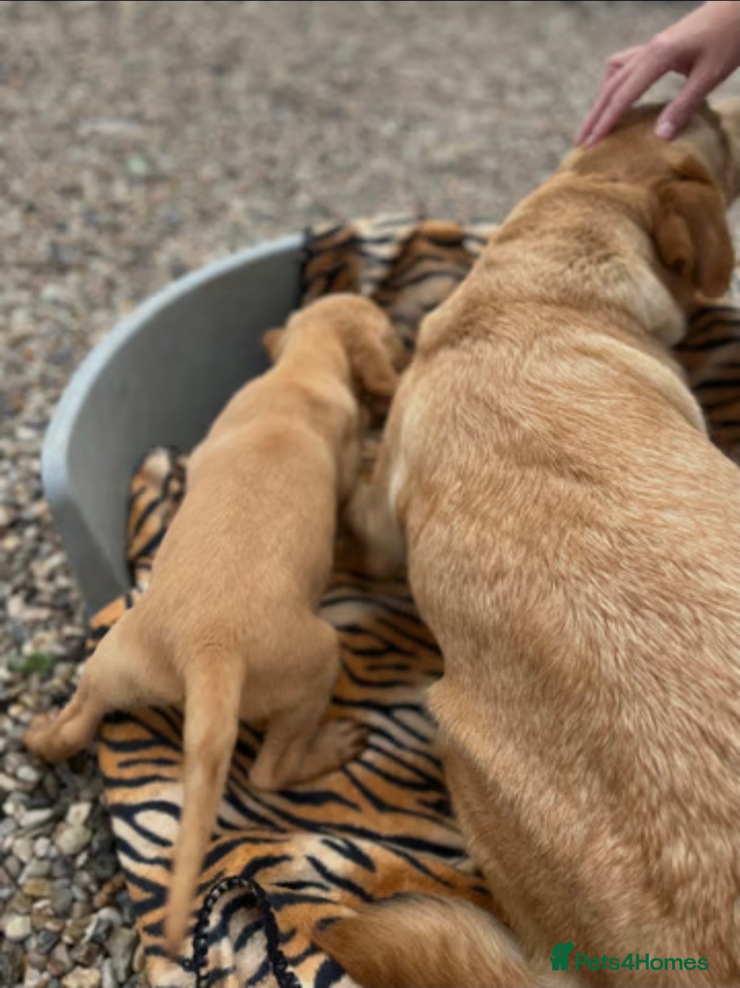 Goldador dogs for sale: Goldador Girl LAST ONE - Image 6