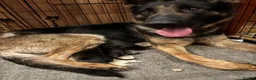 Belgian Shepherd Dog dogs for sale: Belgian Malinois/Shepherd - Advert 1
