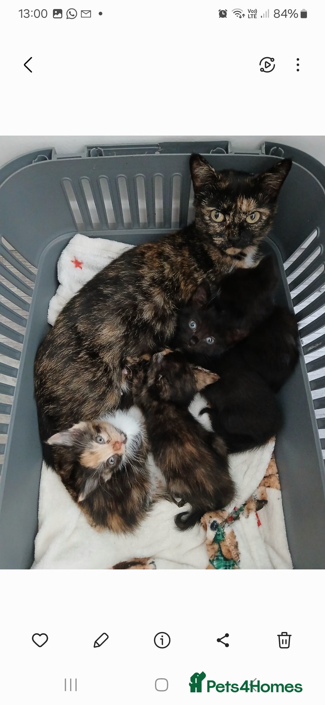 Mixed Breed cats for sale: 4 fluffy playful kittens - Image 2