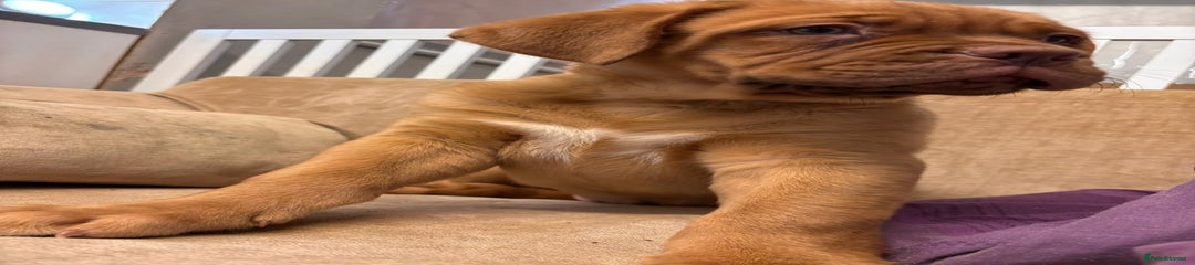Dogue De Bordeaux Puppy 1