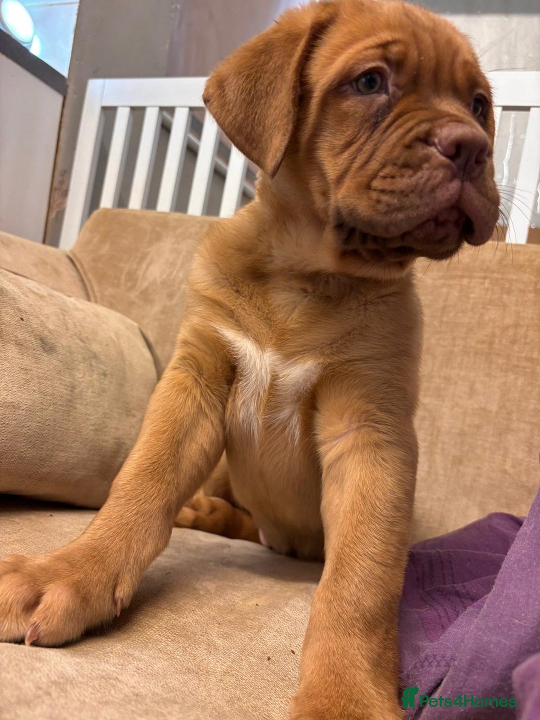 Dogue De Bordeaux dogs for sale: Dogue de bordeux  puppies  - Image 8