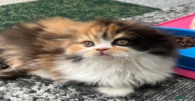 Scottish Fold cats - Advert 2