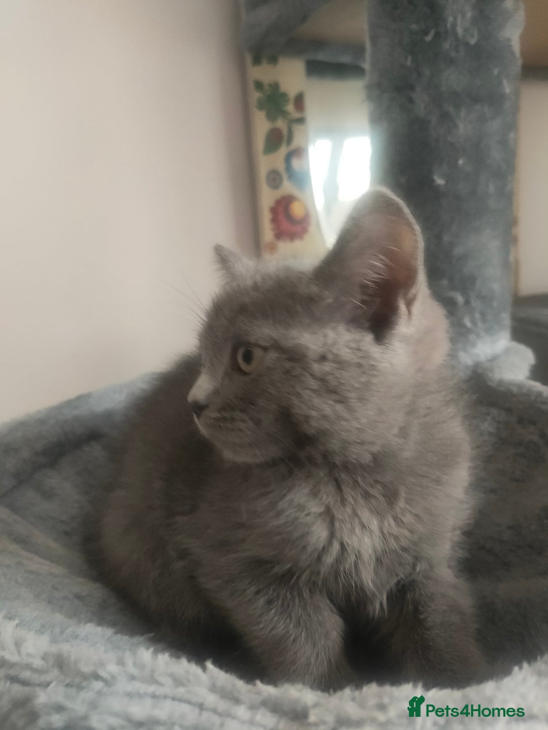 Ragdoll cats for sale: Beautifully half ragdoll kittens  - Image 6