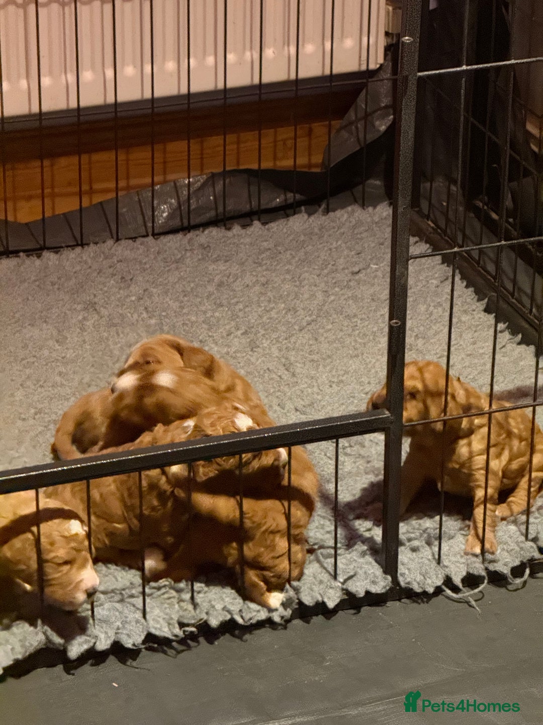Australian Labradoodle dogs for sale: 5* Health tested Australian Labradoodles - Image 4