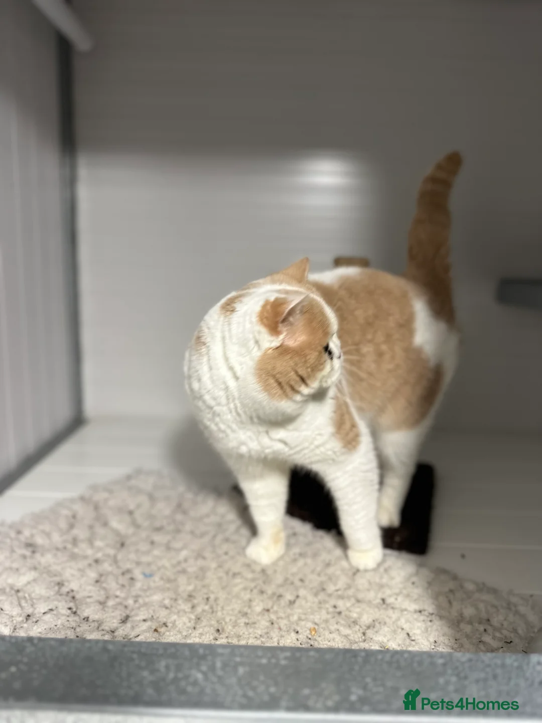 British Shorthair cats for sale: READY TO LEAVE😽Full Pedigree Registered BSH🌷 - Advert 8