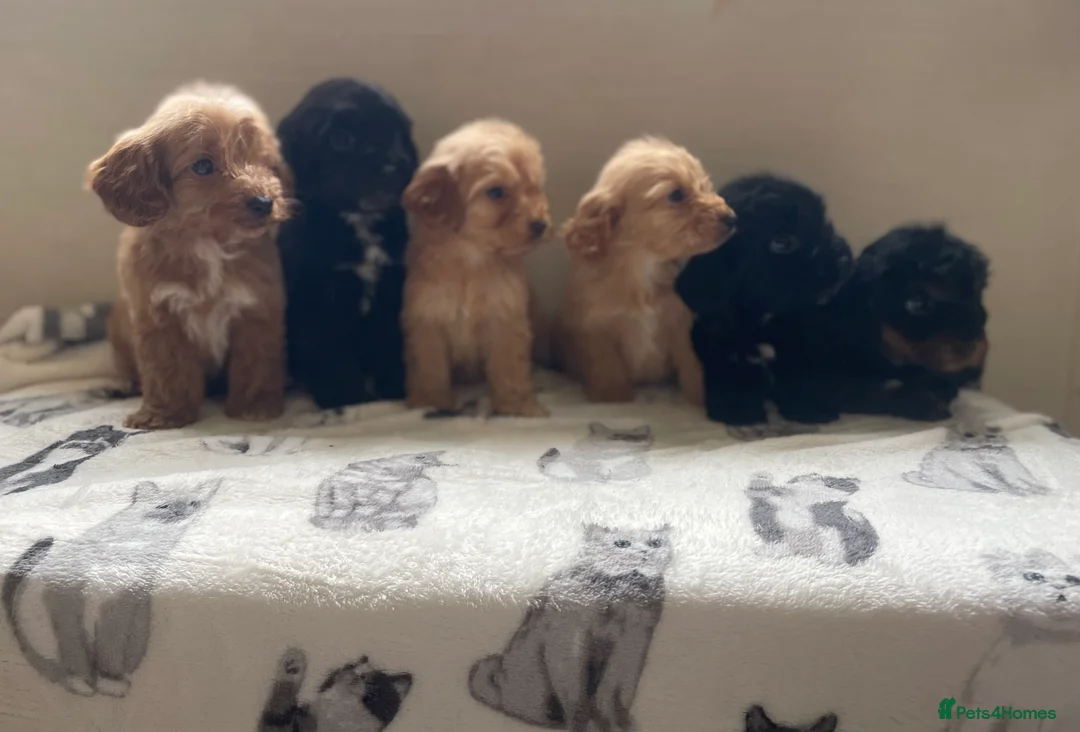 Cockapoo dogs for sale: Beautiful F1 cockapoos  - Advert 12