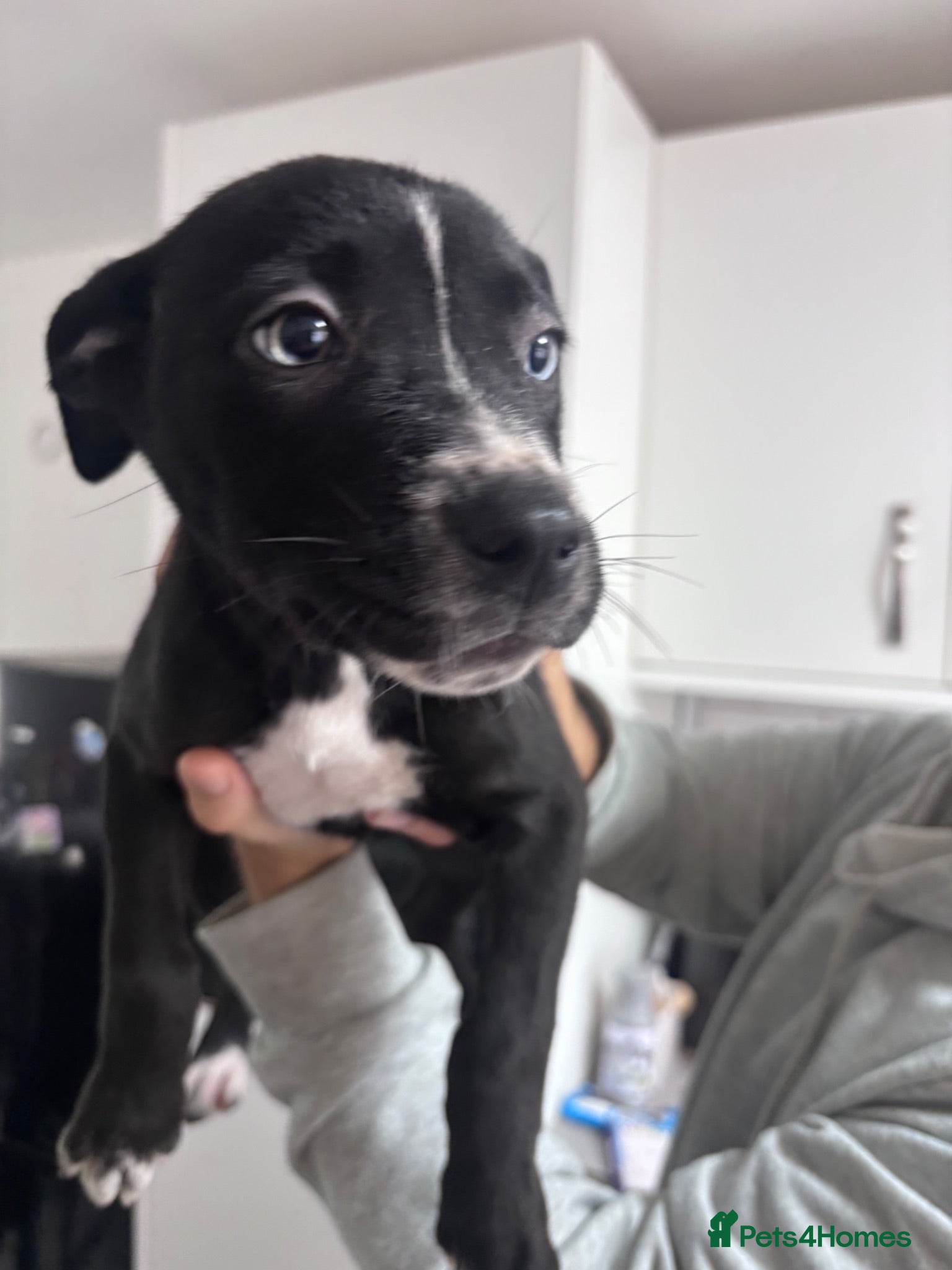 Mixed Breed dogs *last pup left* Husky x American Bulldog Pups - Advert 6