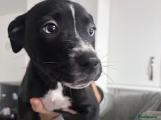 Mixed Breed dogs *last pup left* Husky x American Bulldog Pups - Advert 6