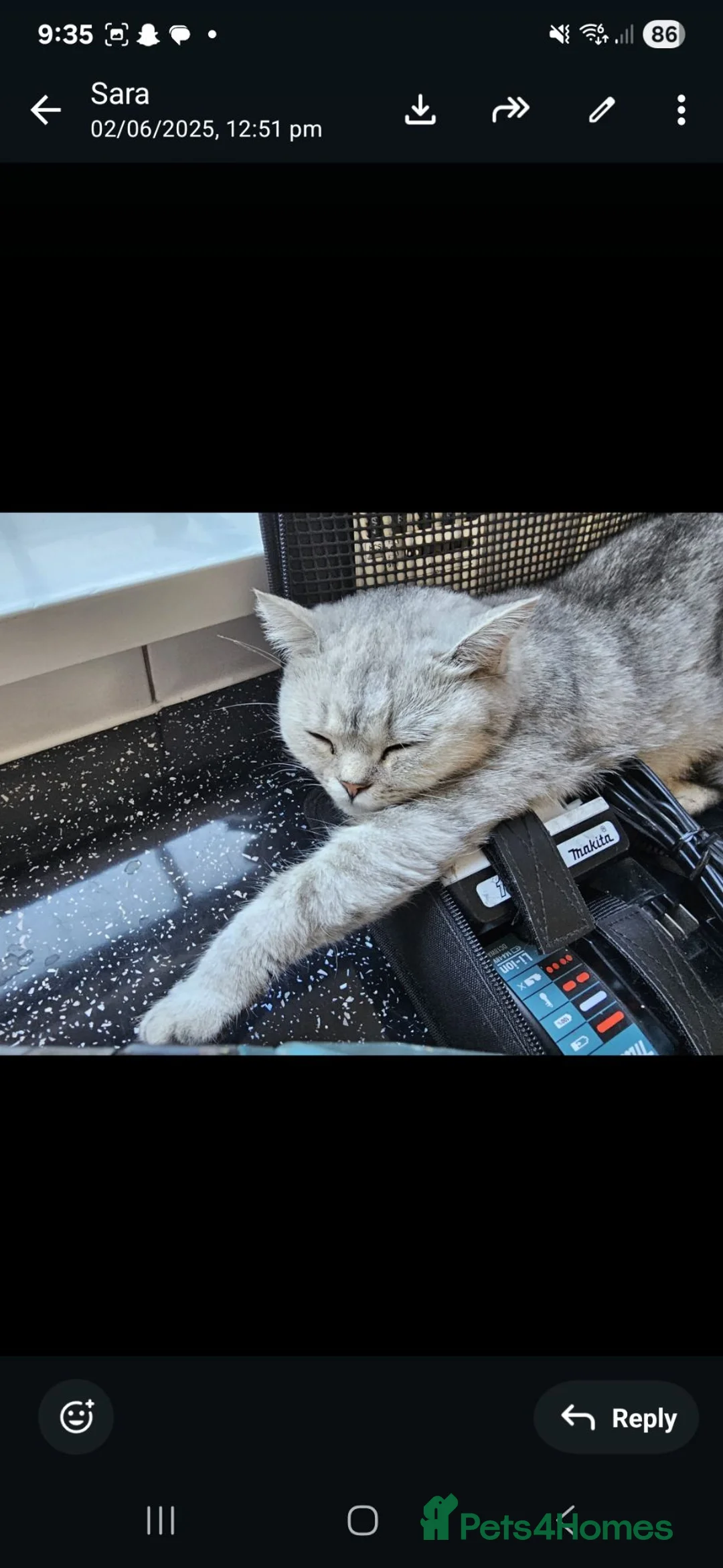 British Shorthair cats for sale: British short hair x  - Advert 1