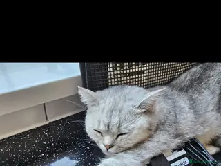 British Shorthair cats British short hair x - Advert 9