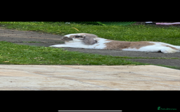 Mini Lop rabbits for sale: Pure breed mini lop bunnies - Image 16