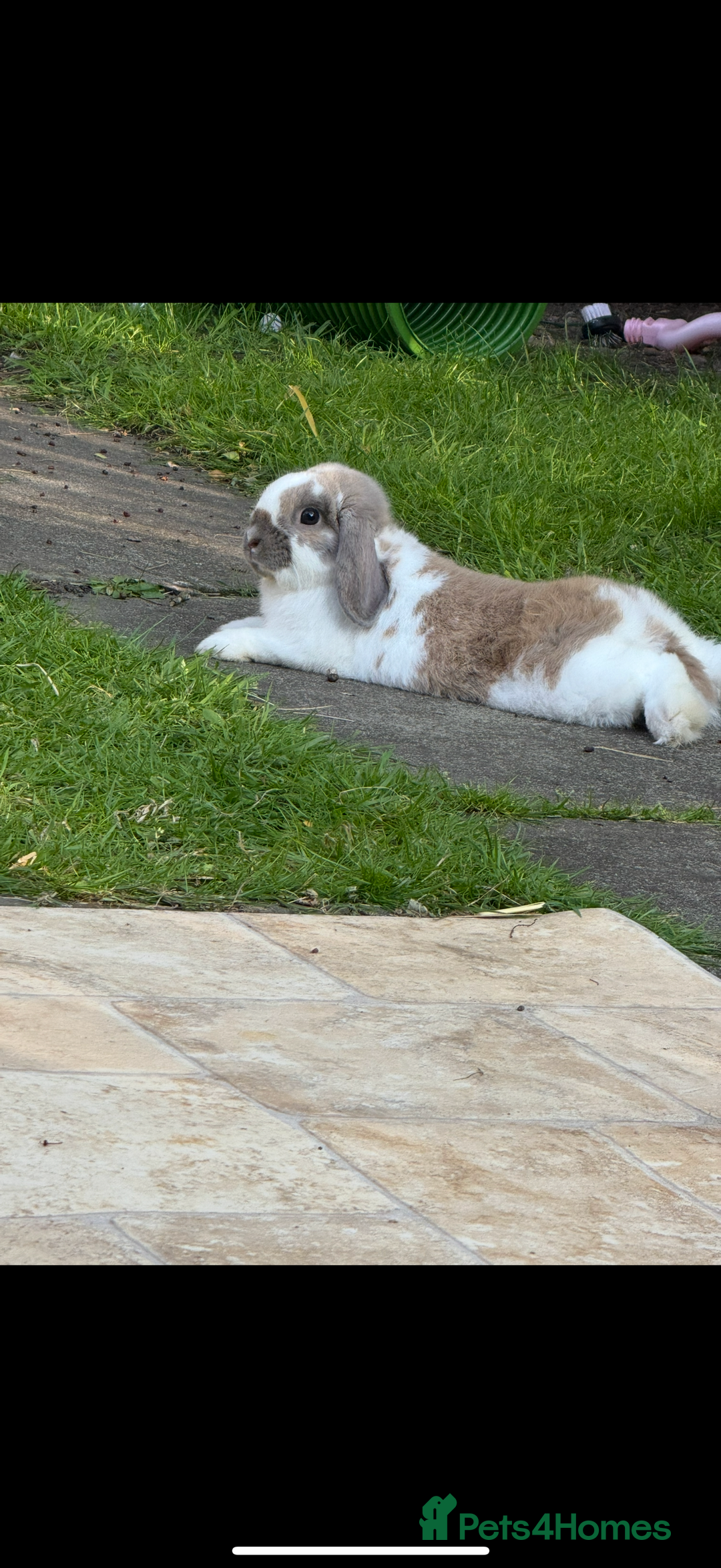 Mini Lop rabbits for sale: Pure breed mini lop bunnies - Image 16
