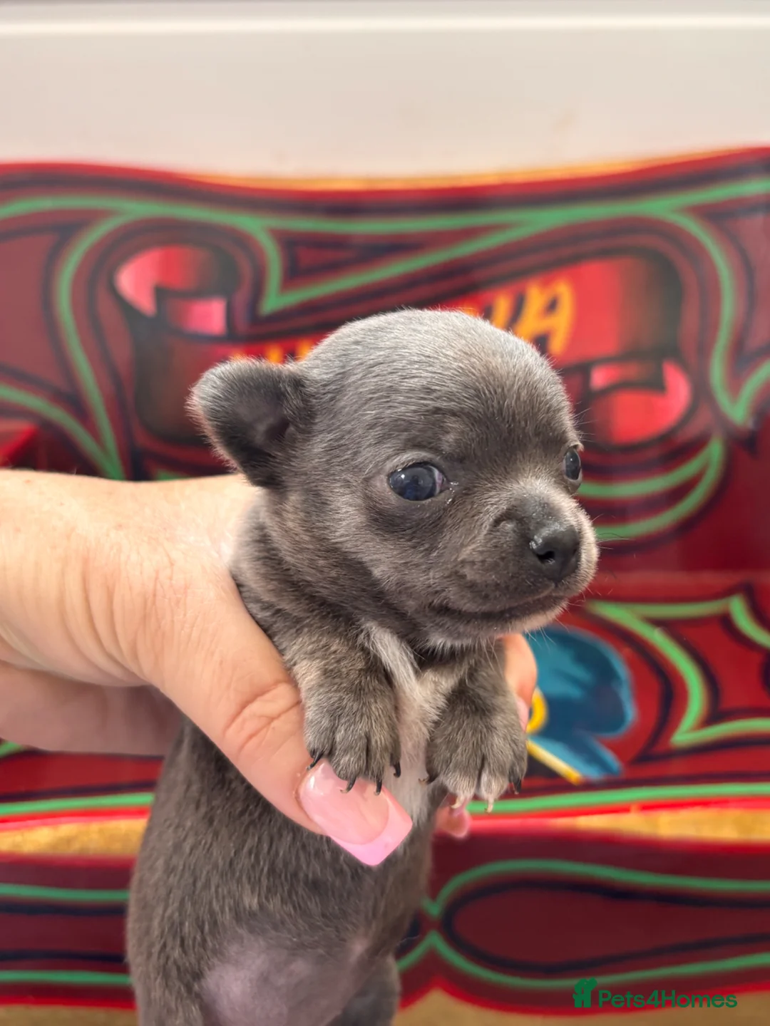 Chihuahua dogs for sale: Stunning Chihuahua pups - Advert 9