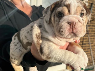 English Bulldog dogs 💖 5 Adorable English bulldog puppies 💖 - Advert 1