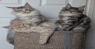 Maine Coon cats Tica registered Maine coon kittens - Advert 12
