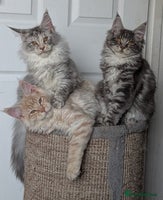 Maine Coon cats Tica registered Maine coon kittens - Advert 2