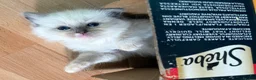 Ragdoll cats for sale: Gccf babies  - Advert 13