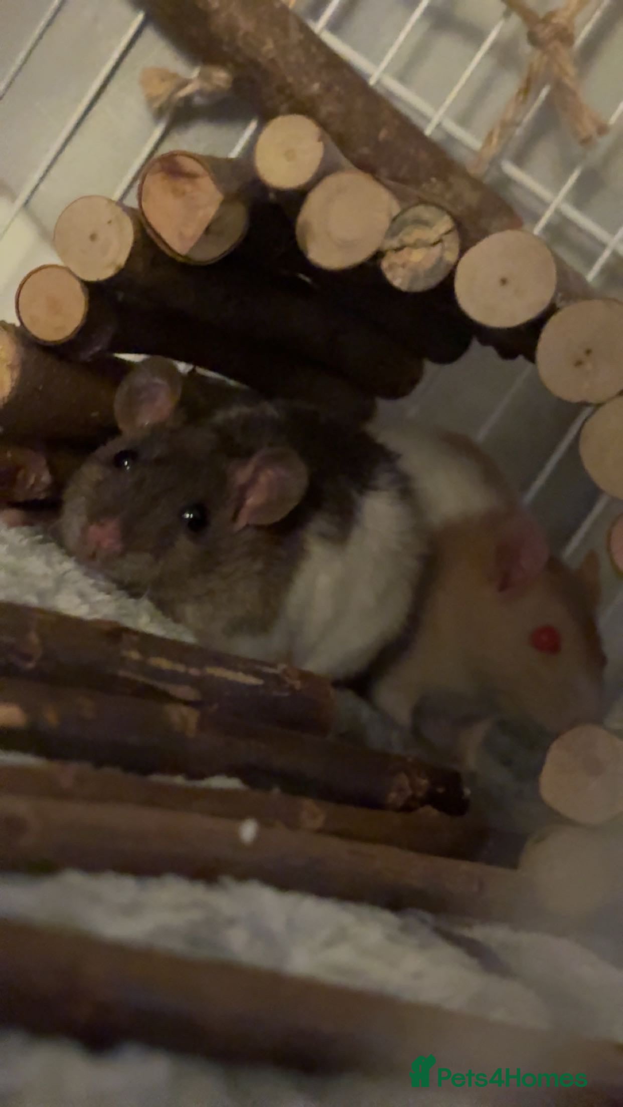 Rat rodents 2 x female rats  in Preston - Advert 6