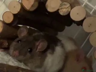 Rat rodents 2 x female rats in Preston - Advert 6