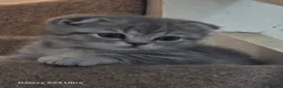 Scottish Fold cats for sale: 6 SCOTTISH FOLD KITTENS - Advert 3