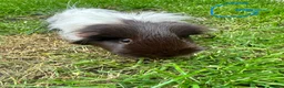 Guinea Pig rodents for sale: Guinea Pigs For Sale  - Advert 9