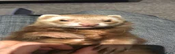 Ferret rodents for sale: Ferret for sale - Advert 5