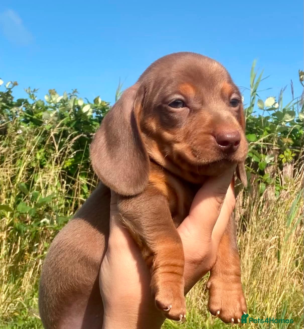 Miniature Dachshund dogs PRA Clear miniature dachshund puppies  - Advert 2