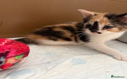 Russian Blue cats for sale: Kittens for sale  - Image 8